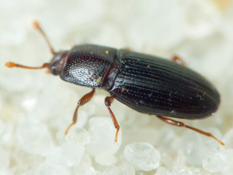 Cerylon histeroides (Fabricius, 1792)